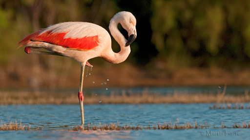 Científicos sudamericanos censarán a especies vulnerables de flamencos de la laguna Mar Chiquita 1 ambiente flamencoaustral infocampo