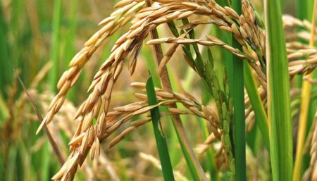 cultivo de arroz