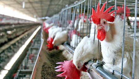 gallinas en jaulas