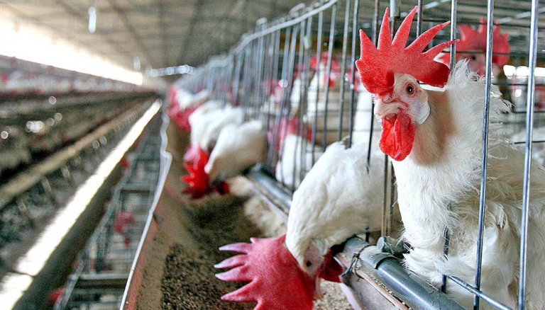 gallinas en jaulas
