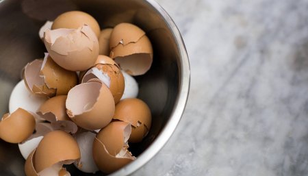 cascaras de huevos