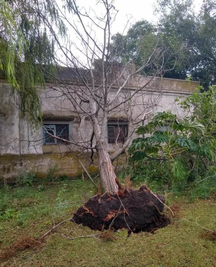 Destrozos al oeste de Entre Ríos por un tornado 6 árbol caído