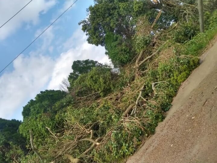 Destrozos al oeste de Entre Ríos por un tornado 5 árboles caídos