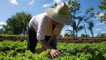 campo cultivando