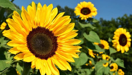 girasol en un campo