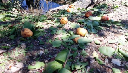 frutas derribadas por granizo