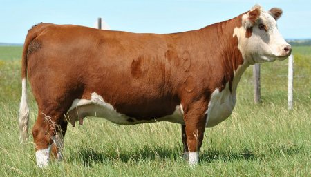 ganado hereford