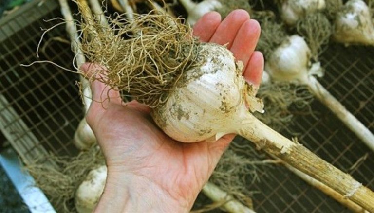 planta de ajo