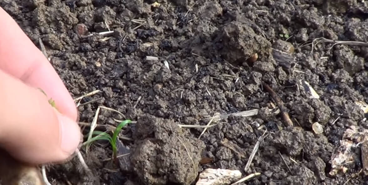 sacando brote de espinaca