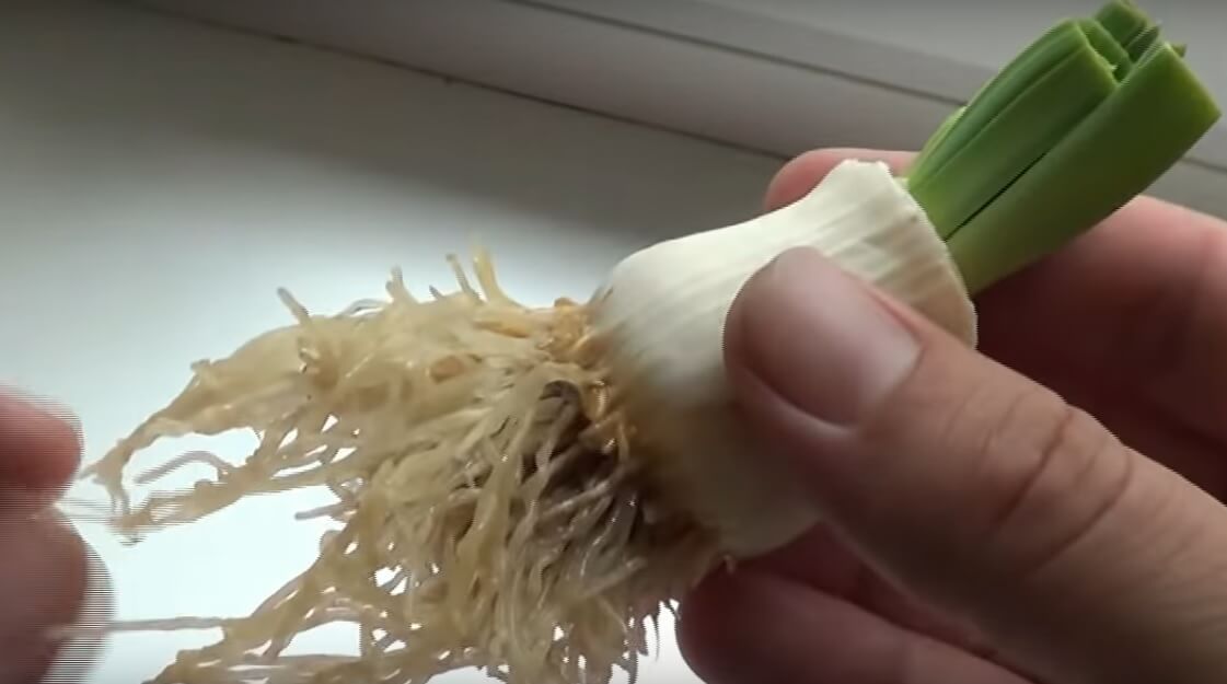 Brote de puerro