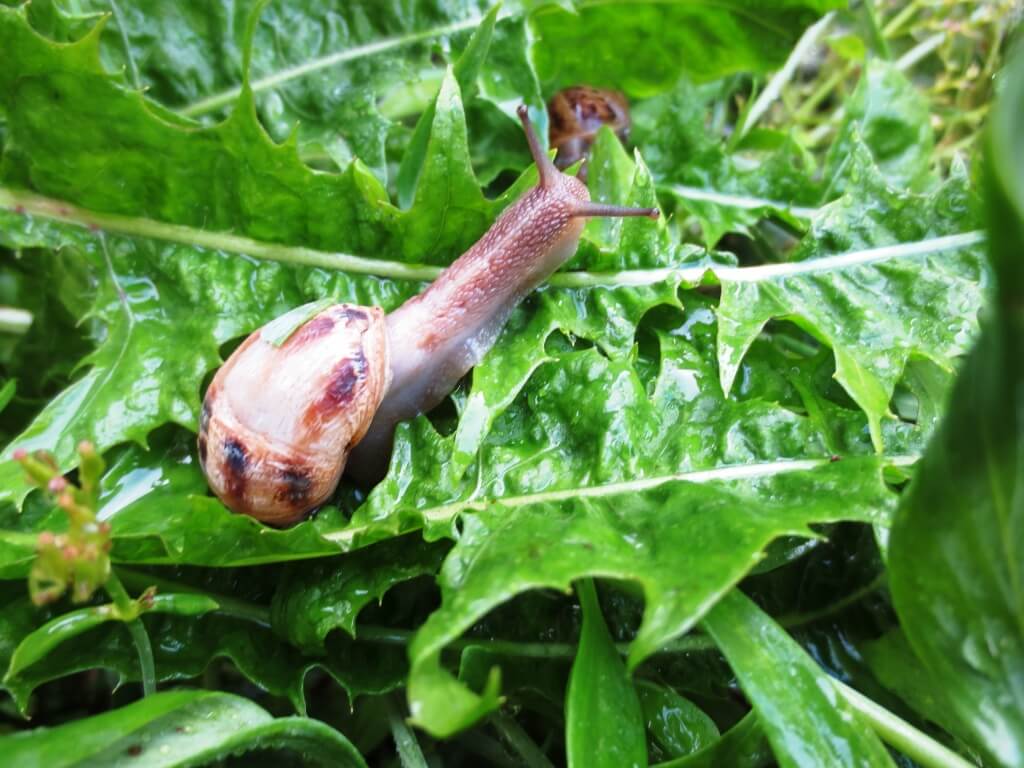 caracol