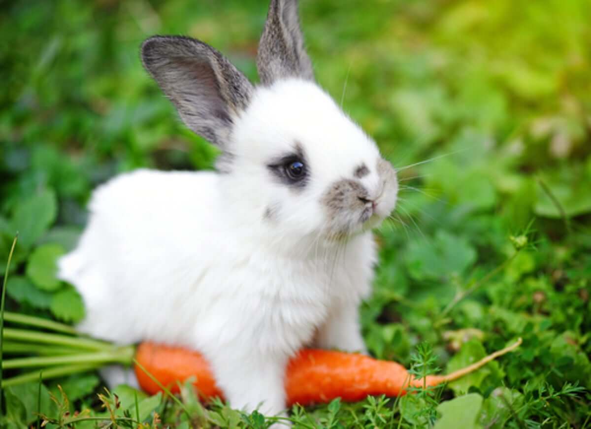 conejo