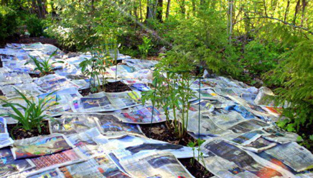 Papel diario sobre la huerta Papel diario sobre la huerta
