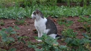 gato