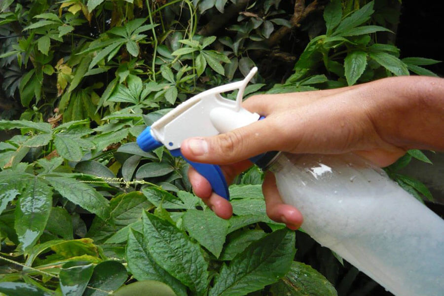 aplicación sobre plantas aplicación sobre plantas