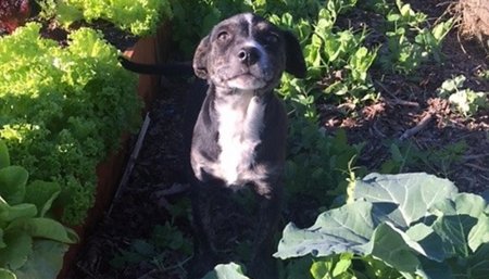 Perro en huerta
