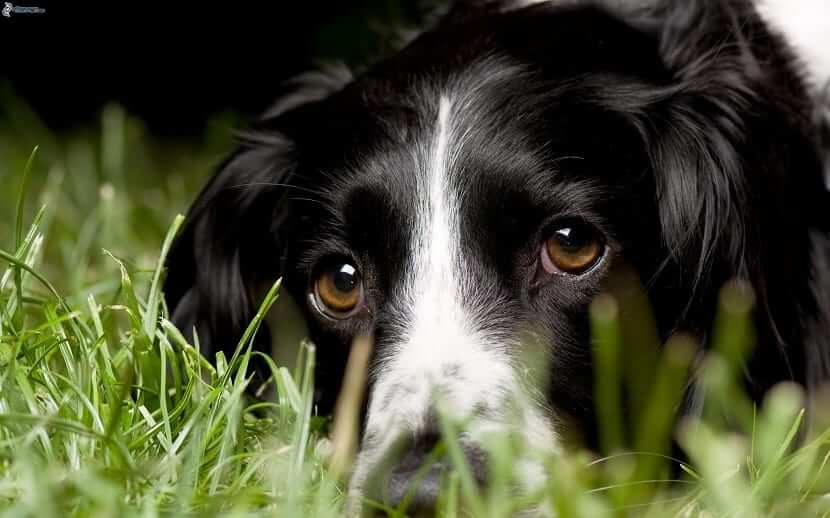 perro