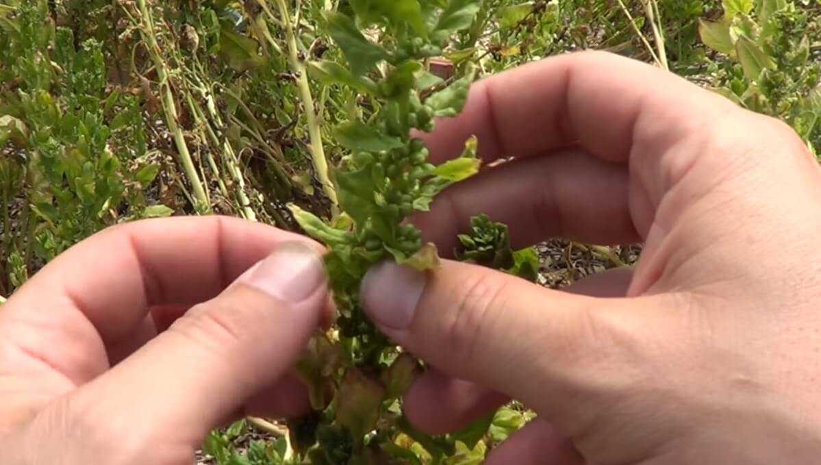 planta hembra de espinaca