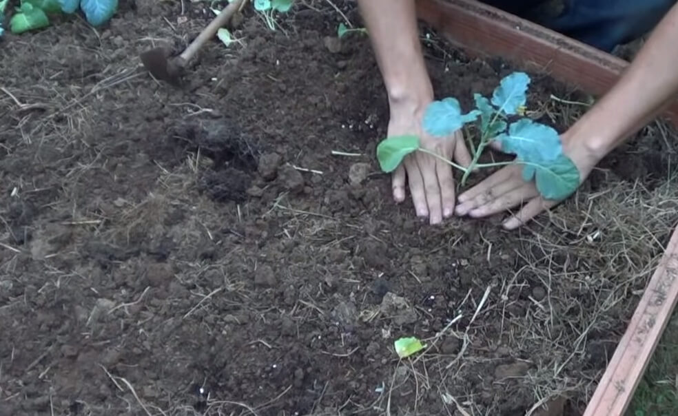 plantando brocoli