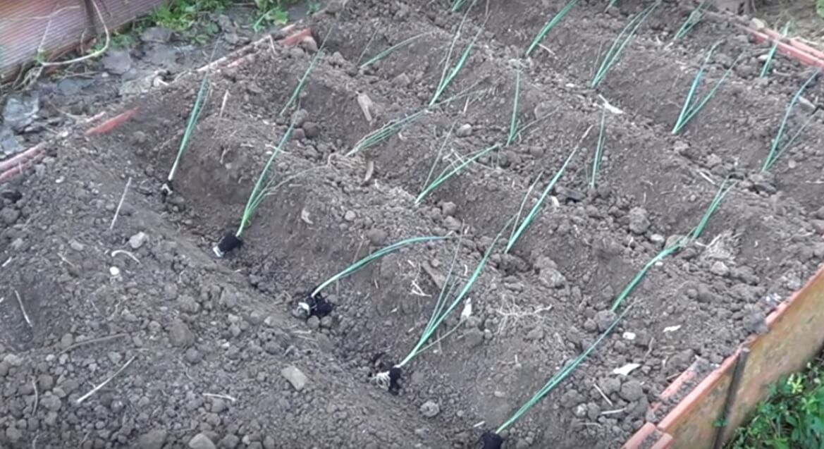 puerros en la huerta
