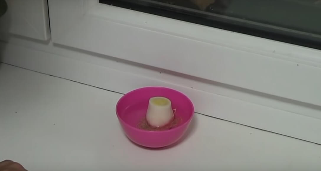 recipiente con agua y puerro
