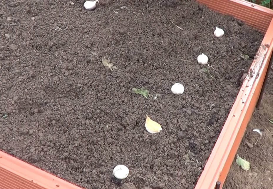 siembra de ajo