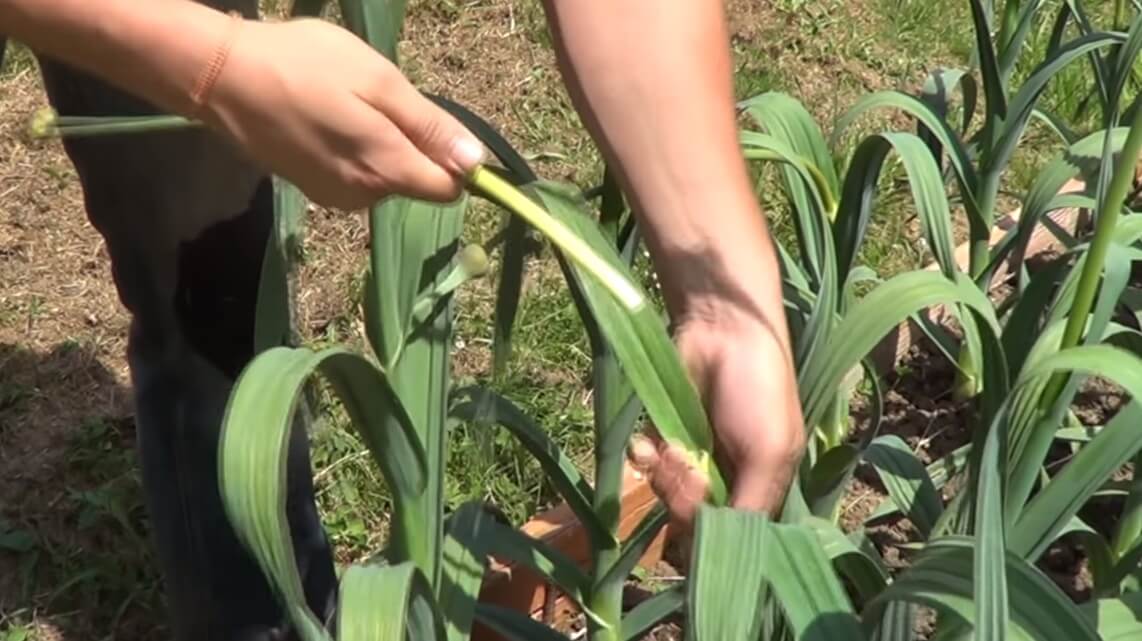 tallo del ajo cortado