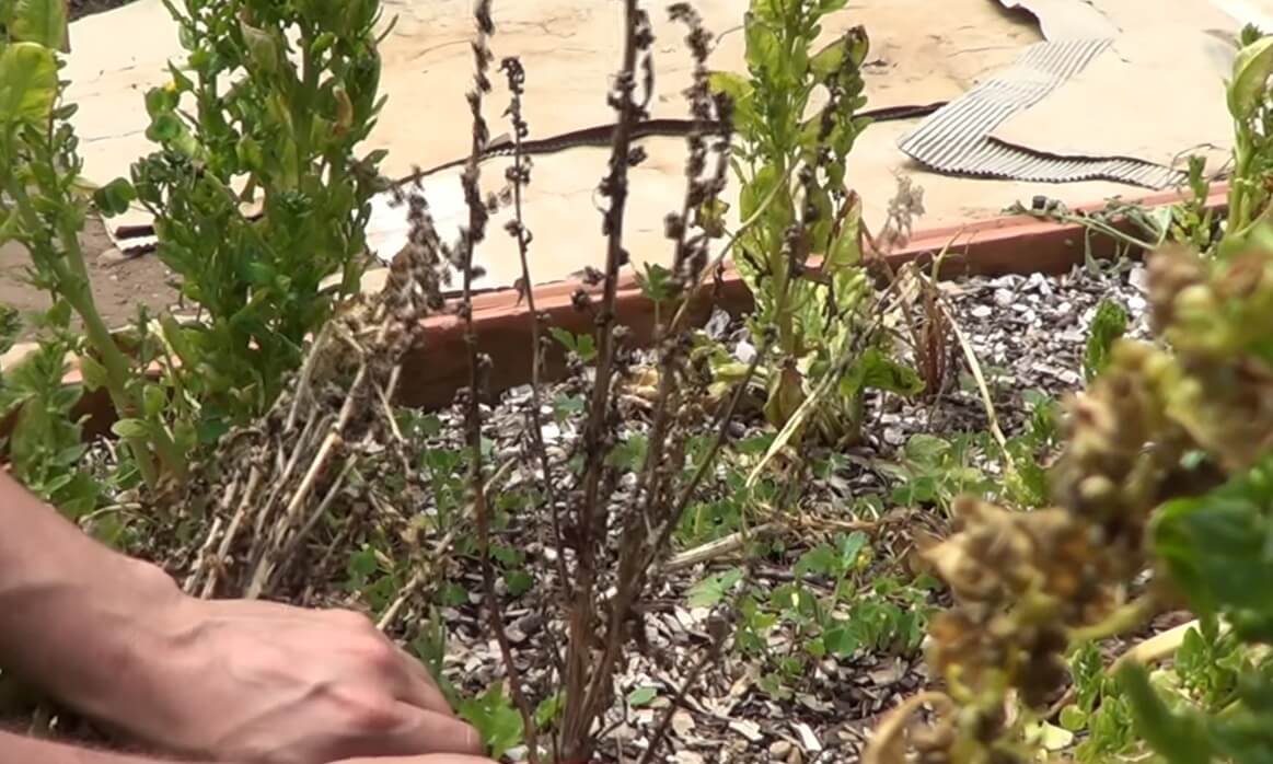 tallo seco de espinaca