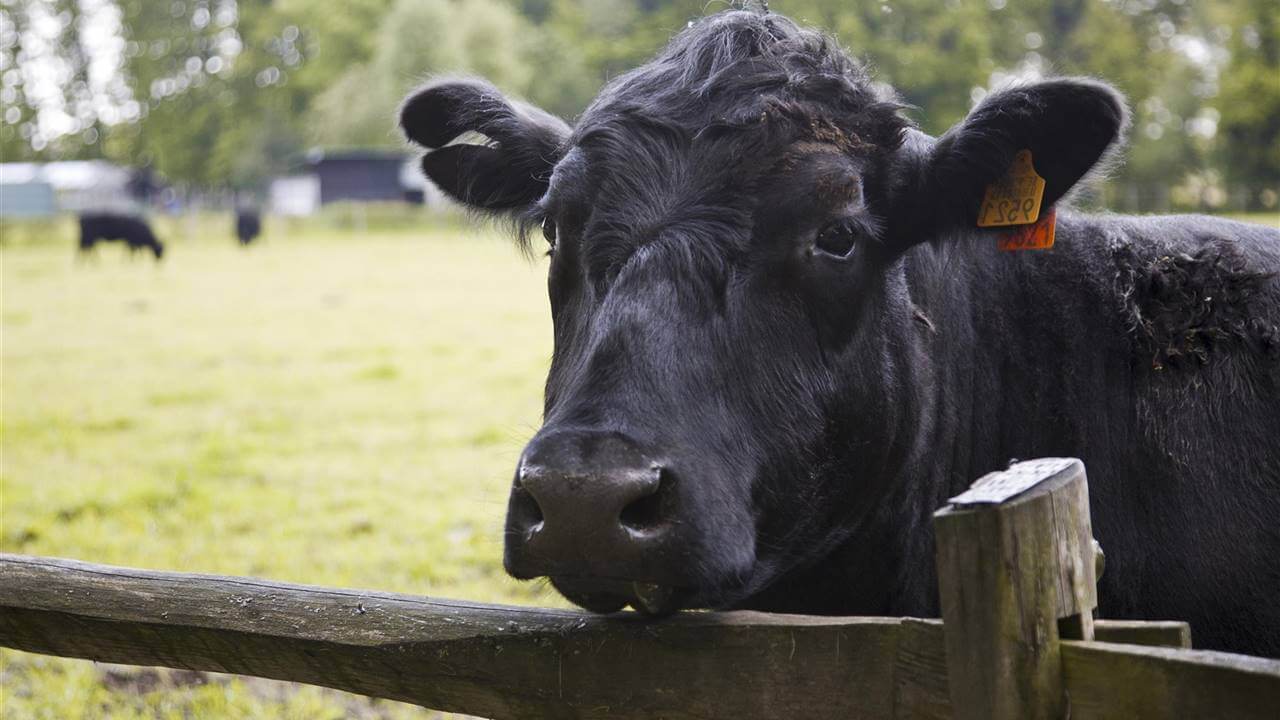 vaca