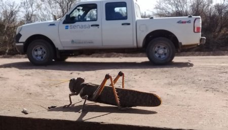 langosta senasa infocampo