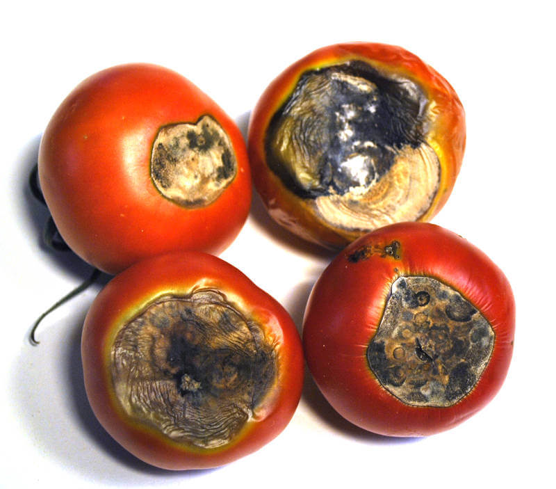 tomate culo negro