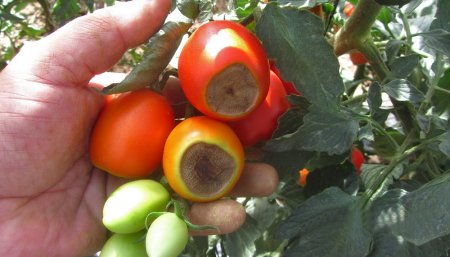 tomate necrosis apical