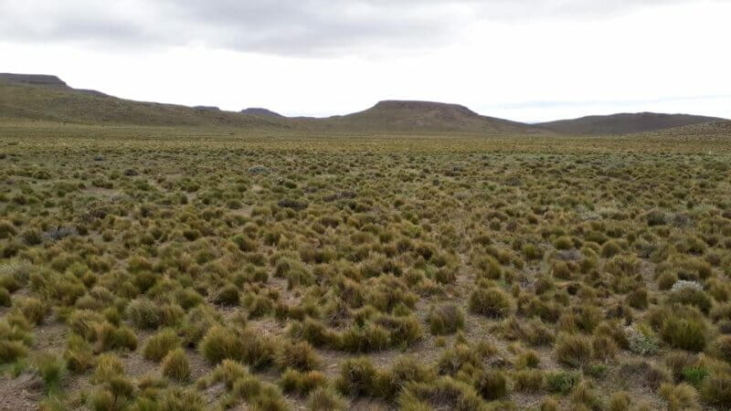 campo antes de la invasión de las tucuras sapo