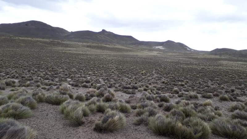 campo después de la invasión de las tucuras 