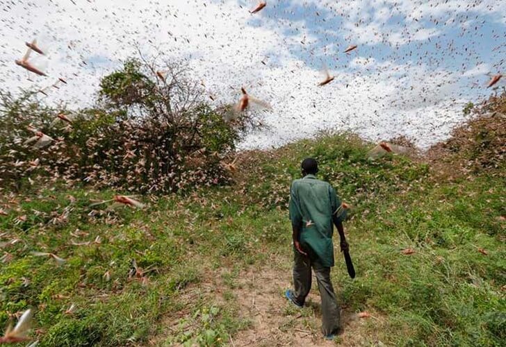 plaga de langostas