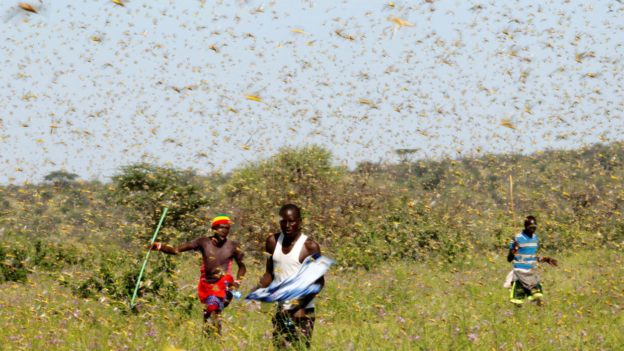 plaga de langostas