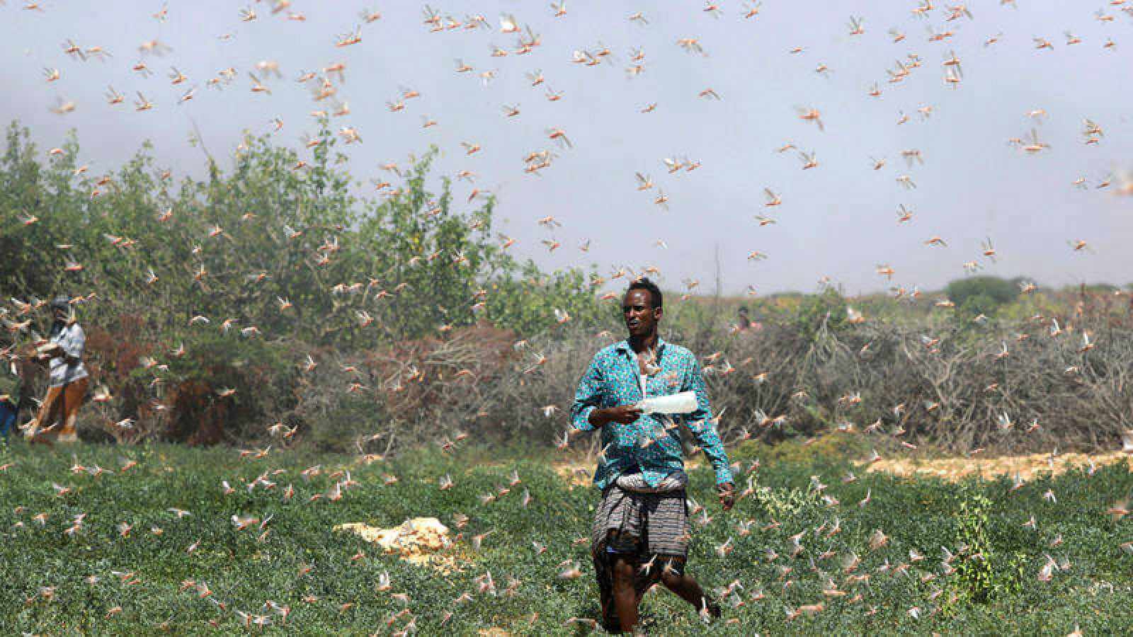 plaga de langostas