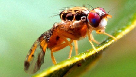 mosca del mediterraneo en una hoja