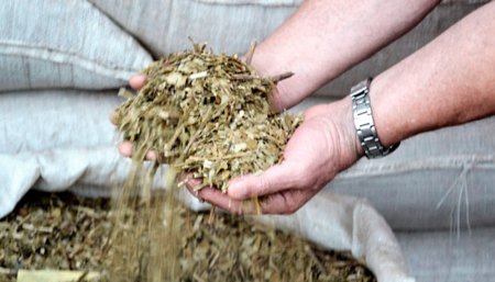 manos sosteniendo yerba mate