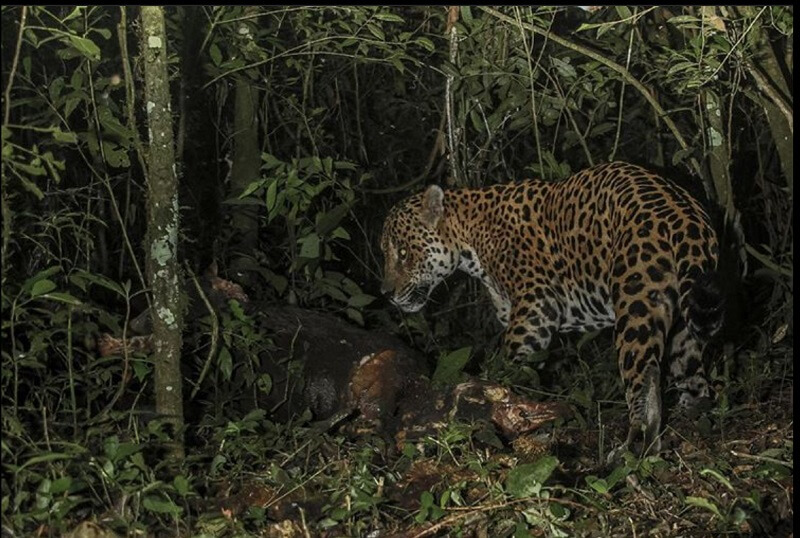 yaguareté