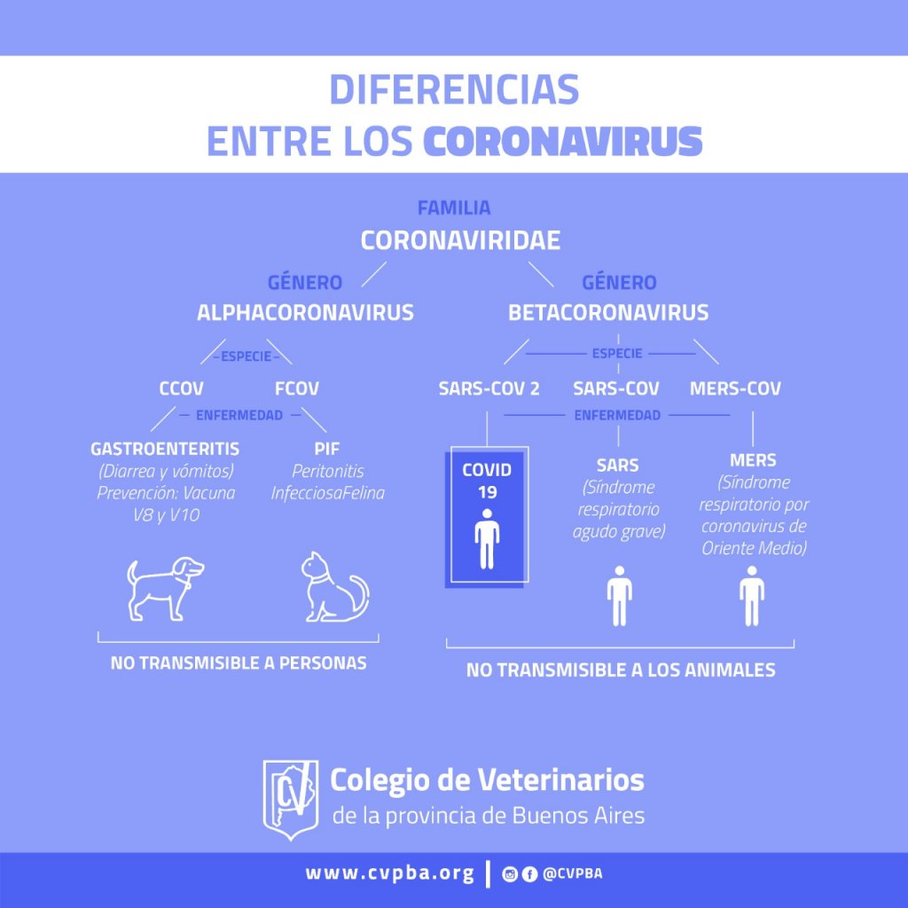 Conociendo al enemigo: las diferencias entre el coronavirus de animales y el de los humanos 1 12