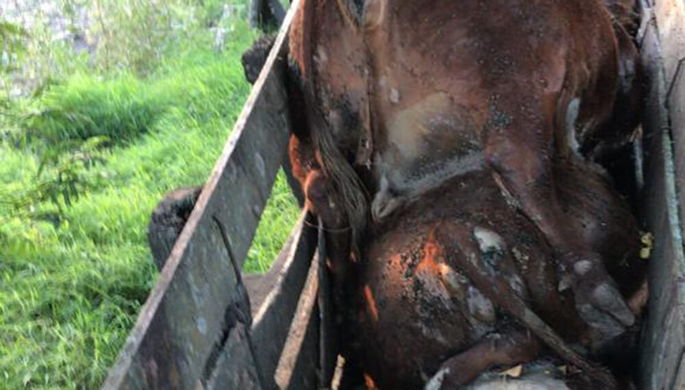 Le entraron al campo, carnearon una vaca y le dejaron 13 animales aplastados en una manga 6 abigeato