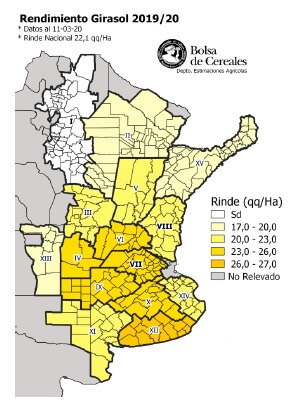 rindes de girasol