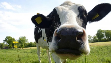 vaca