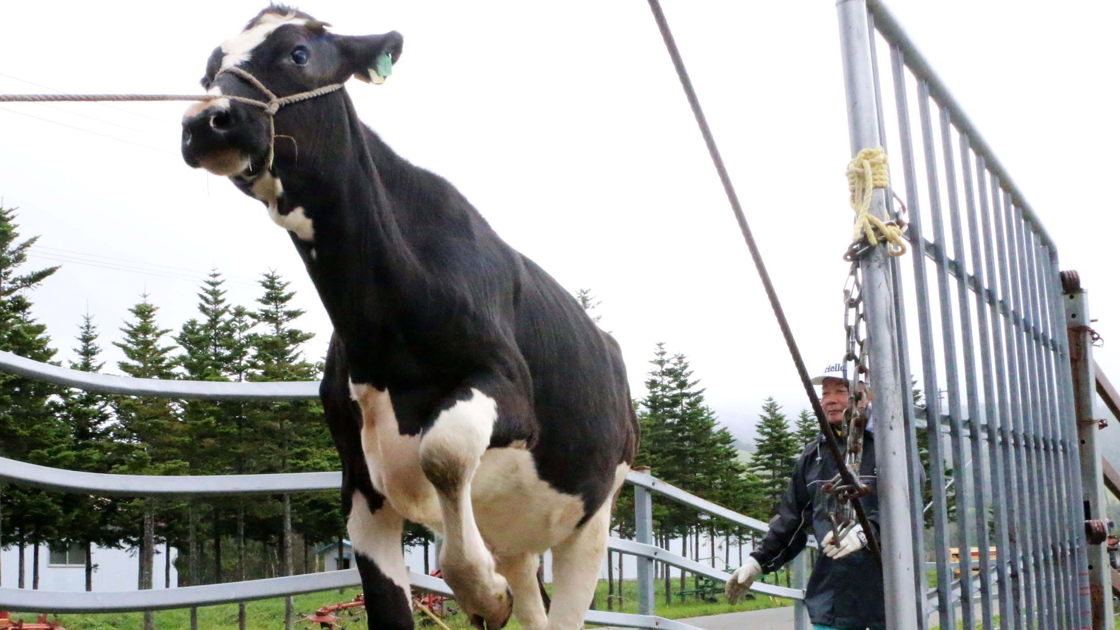 vaca