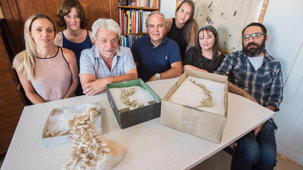 Hallaron nidos de abejas de 100 millones de años en Chubut 1 equipo del conicet con fósiles
