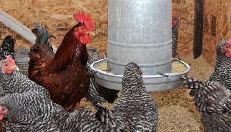 gallinas comiendo