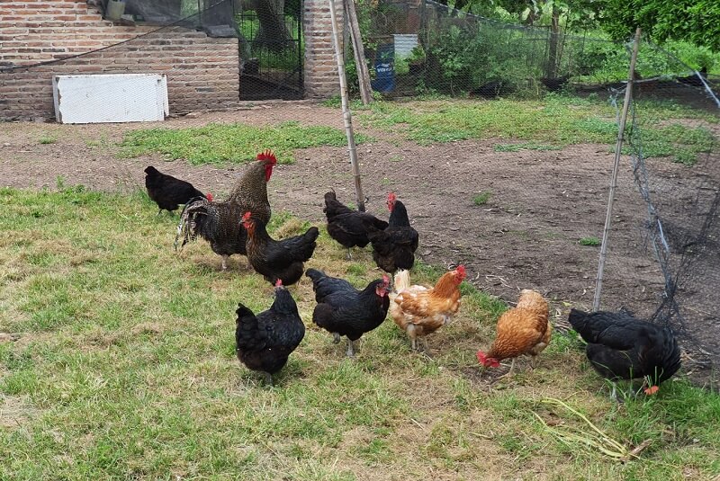 gallinas