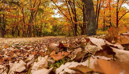 Hojas en otoño