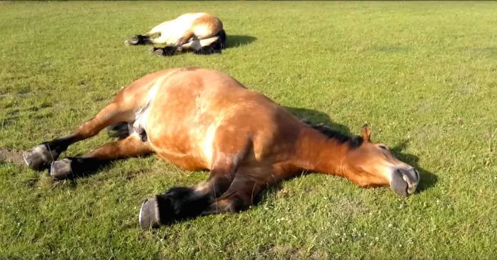 caballo durmiendo